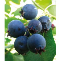 Ирга канадская Тиссен