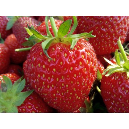 Клубника Королева Елизавета