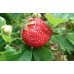 Клубника Максим