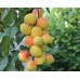 Абрикос колоновидный «Звёздный»