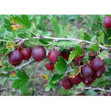 Крыжовник Красноплодный