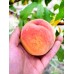 Персик Вулкан Т1