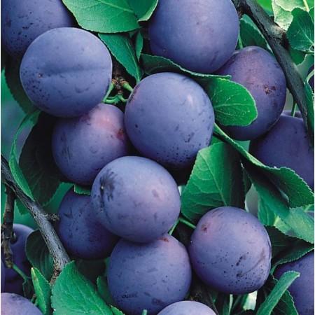 Слива Яичная синяя