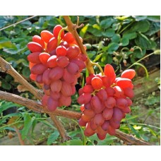 Виноград Награда