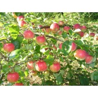 Яблоня Рождественское Яблоня Рождественское