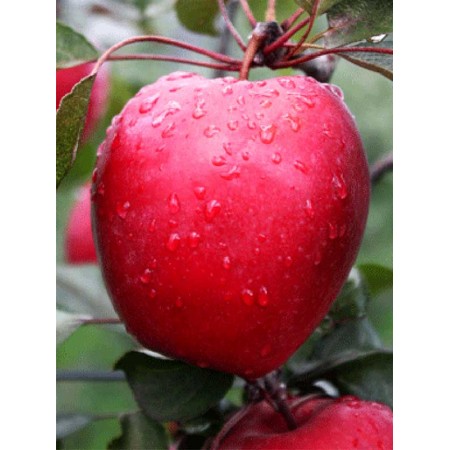 Яблоня Сирена