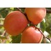 Абрикос колоновидный «Цунами»