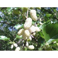 Шелковица Белая нежность Шелковица Белая нежность