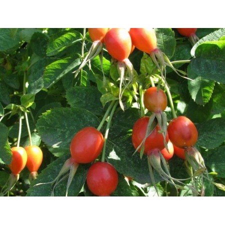 Шиповник Глобус