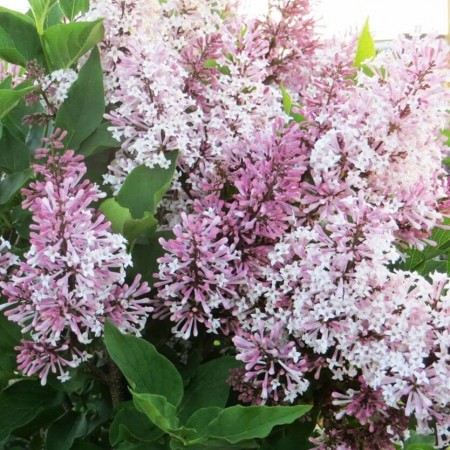 Сирень Мисс Ким