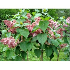 Сирень обыкновенная Мулатка