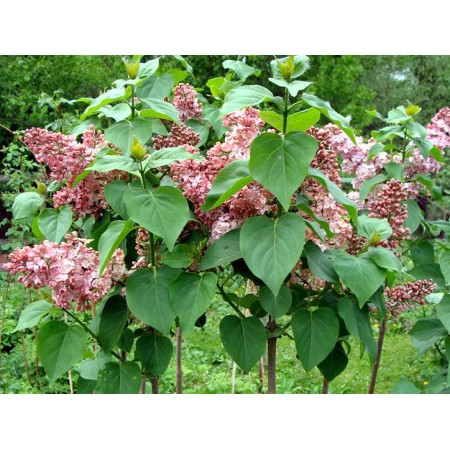 Сирень обыкновенная Мулатка