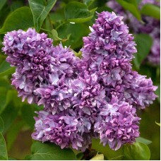 Сирень Профессор Хозер