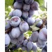 Слива Блюфри