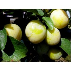 Слива Ранняя Лошицкая