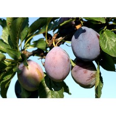 Слива Стенлей