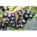 Черная смородина Деликатес