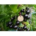 Черная смородина Селеченская-2
