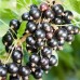 Черная смородина Белорусская сладкая