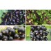 Черная смородина Черешневая