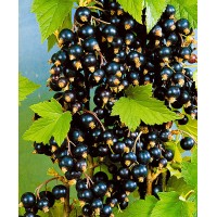 Черная смородина Экзотика