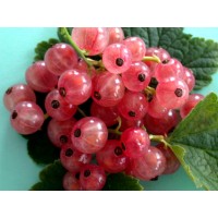 Смородина Голландская розовая Смородина Голландская розовая