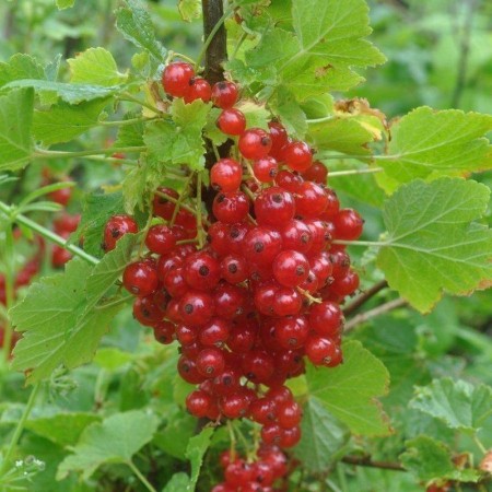 Красная смородина Ненаглядная