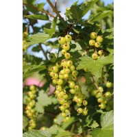 Смородина зеленая Верти Смородина зеленая Верти