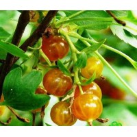 Смородина золотистая Золотая гроздь