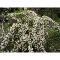 Вейгела белая