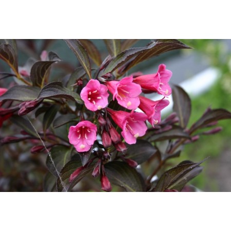 Вейгела Пурпурная Виктория