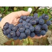 Виноград Альфа