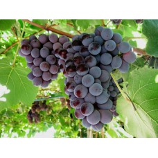 Виноград Кардинал Люкс