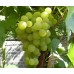 Виноград Мускат янтарный