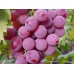 Виноград плодовый Чрупка Рожова
