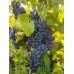 Виноград плодовый Левокумский