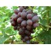 Виноград плодовый Сенатор(Павловского)
