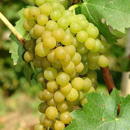 Виноград плодовый Солярис