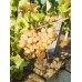 Виноград плодовый Виорика