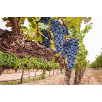 Виноград Северный