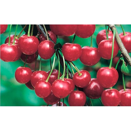 Вишня Молодежная