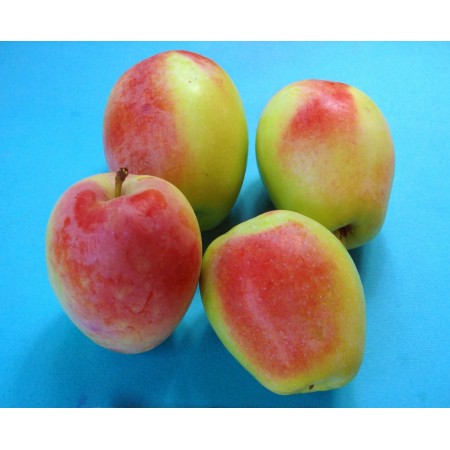 Яблоня Кандиль Синап