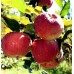 Яблоня Апорт Кроваво-красный