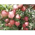 Яблоня Чемпион