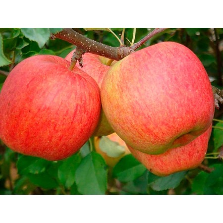 Яблоня Чемпион