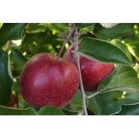 Яблоня Черный принц