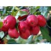 Яблоня китайка Керр
