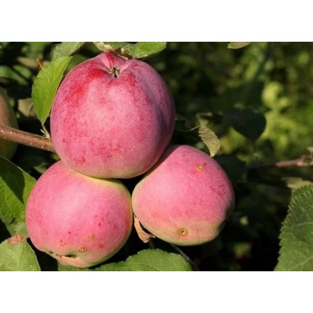 Яблоня Вильямс Прайд Яблоня Вильямс Прайд